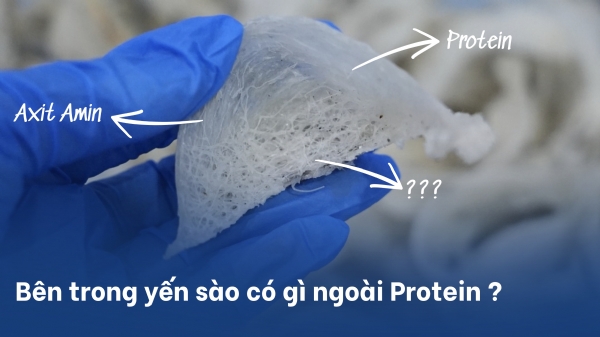 BÊN TRONG YẾN SÀO CÓ GÌ NGOÀI PROTEIN?
